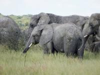 Elefanten im Etosha Nationalpark