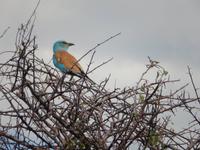 Blauracke im Etosha Nationalpark
