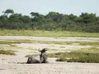 Gnu im Etosha Nationalpark