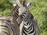 Zebras im Etosha Nationalpark