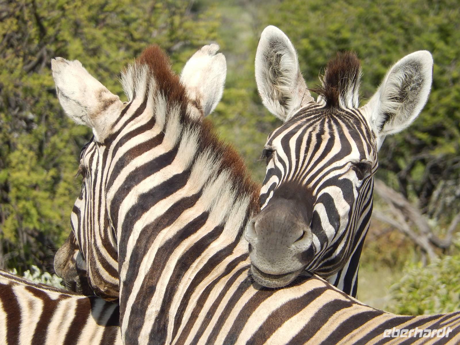 Zebras im Etosha Nationalpark