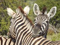 Zebras im Etosha Nationalpark