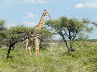 Giraffe im Etosha Nationalpark