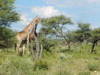Giraffen im Etosha Nationalpark