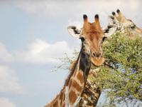 Giraffen im Etosha Nationalpark