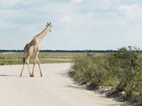 Giraffe im Etosha Nationalpark