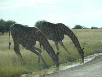 Giraffen im Etosha Nationalpark