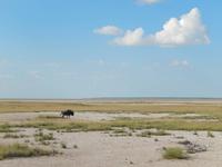 Gnu im Etosha Nationalpark