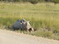 Nashorn im Etosha Nationalpark