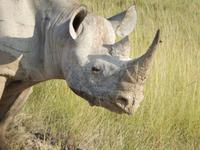 Nashorn im Etosha Nationalpark