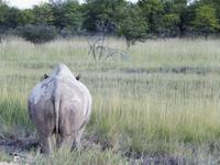 Nashorn im Etosha Nationalpark