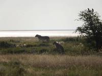Löwen im Etosha Nationalpark