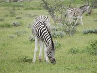 Zebras im Etosha Nationalpark
