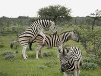 Zebras im Etosha Nationalpark