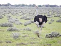Strauß im Etosha Nationalpark