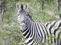 Zebra im Etosha Nationalpark
