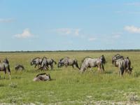 Gnu im Etosha Nationalpark