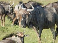 Gnu im Etosha Nationalpark