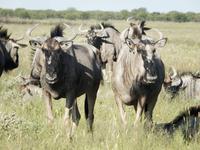 Gnu im Etosha Nationalpark