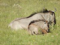 Gnu im Etosha Nationalpark