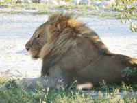 Löwen im Etosha Nationalpark