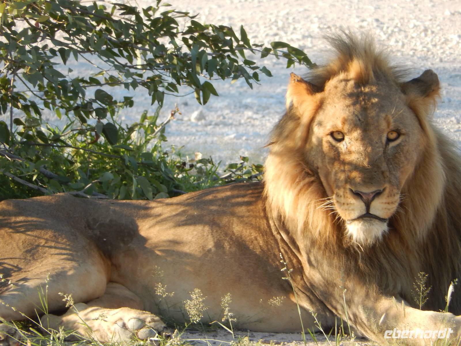 Löwen im Etosha Nationalpark