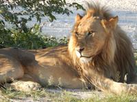 Löwen im Etosha Nationalpark