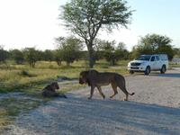 Löwen im Etosha Nationalpark