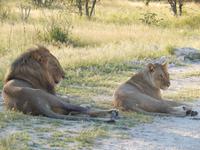 Löwen im Etosha Nationalpark