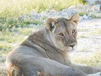 Löwen im Etosha Nationalpark