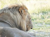 Löwen im Etosha Nationalpark
