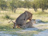 Löwen im Etosha Nationalpark