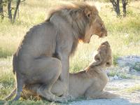 Löwen im Etosha Nationalpark