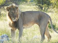 Löwen im Etosha Nationalpark