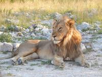 Löwen im Etosha Nationalpark