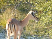 Impala Etosha Nationalpark