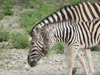 Zebras im Etosha Nationalpark