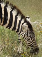 Zebra im Etosha Nationalpark