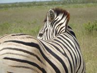 Zebra im Etosha Nationalpark