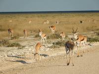 Springböcke Etosha Nationalpark