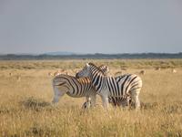 Zebras im Etosha Nationalpark