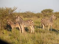Zebras im Etosha Nationalpark