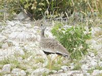 Gackeltrappe Weibchen