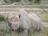 Nashorn im Etosha Nationalpark