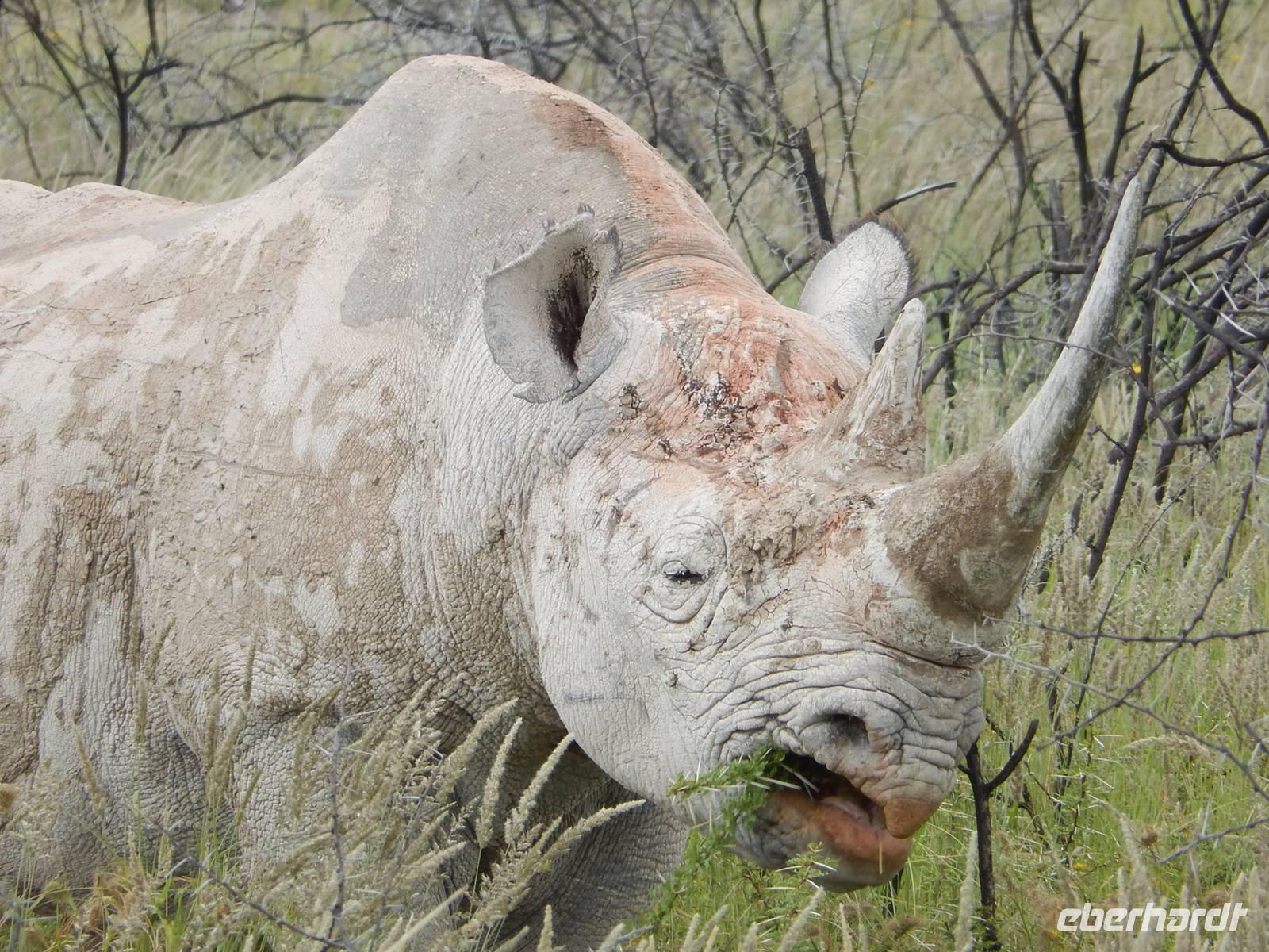 Nashorn im Etosha Nationalpark
