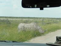 Nashorn im Etosha Nationalpark