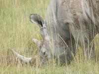 Nashorn im Etosha Nationalpark