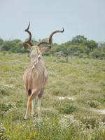 Kudu im Etosha Nationalpark