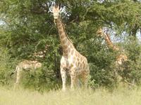 Giraffen im Etosha Nationalpark
