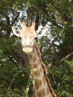 Giraffen im Etosha Nationalpark